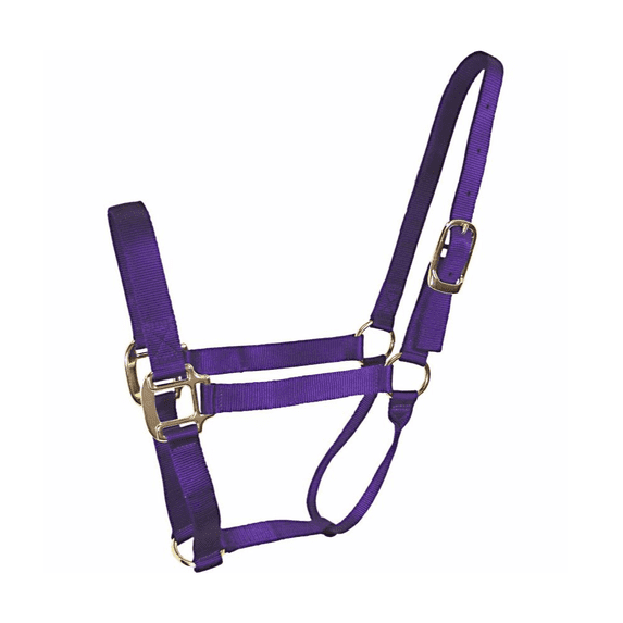 DuMOR 1052657 Classic Foal Medium Purple-Colored Halter for Horses 100-200lb