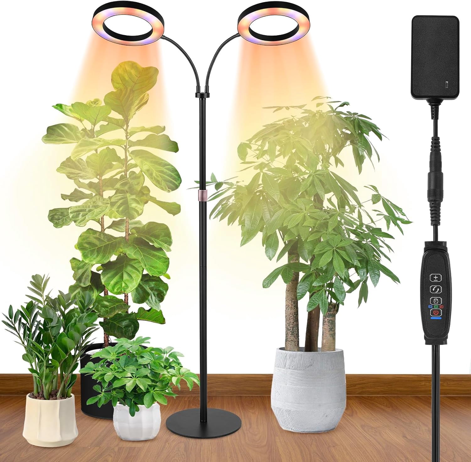 Sun Lamp Plant
