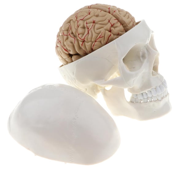 Dualoai 1:1 Human Skull Model, with 8 Parts Brain Arteries Model, Numbered Marked, Human