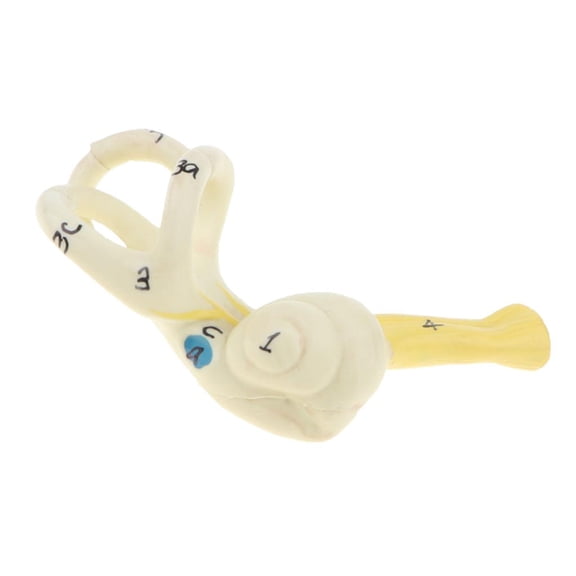 Dualoai 5:1 Numbered Magnified Human Ear Semicircular Canal Cochlear Teaching Model