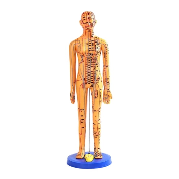 Dualoai Chinese Medical Acupuncture Model Height 15.7inch Demonstration with Stand Base Copper
