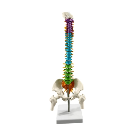 Dualoai Human Spine Model Flexible with Vertebrae, Nerves, Arteries Human Skeleton Model