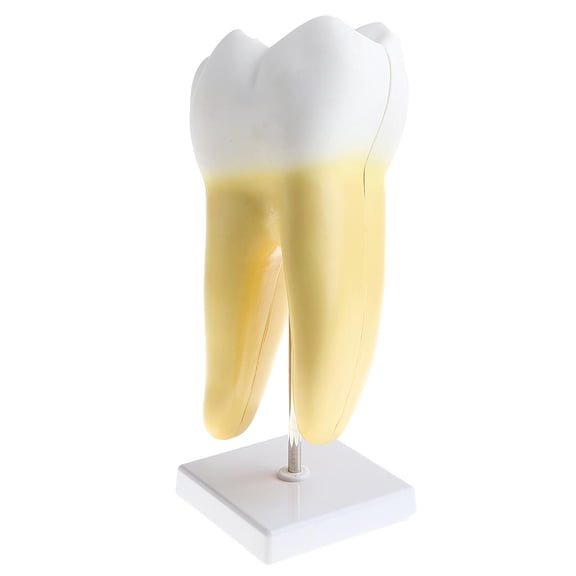 Dualoai Magnification 9x Human Removable 2 Parts Tooth Model School Teaching Display Lab