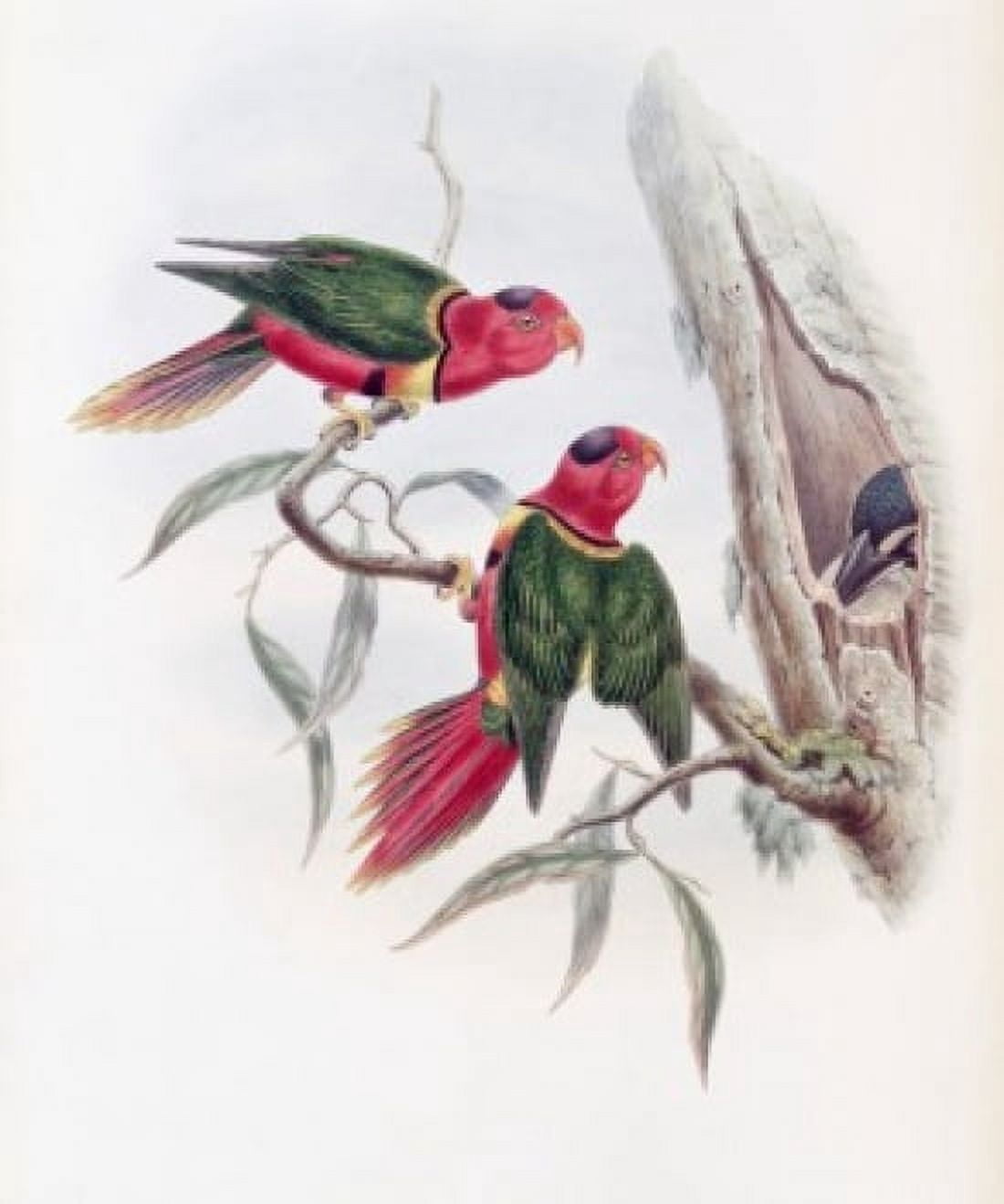Duchess Of Connaughts Parakeet John Gould (1804-1881 British) Canvas Art - John Gould (18 x 24)