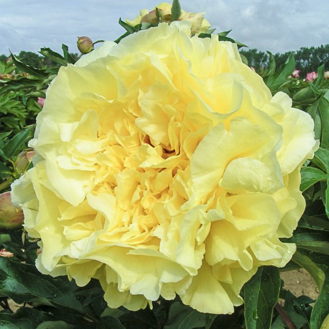 Duchesse De Lorraine Itoh Peony Dormant Bare Root Flowering Perennial ...