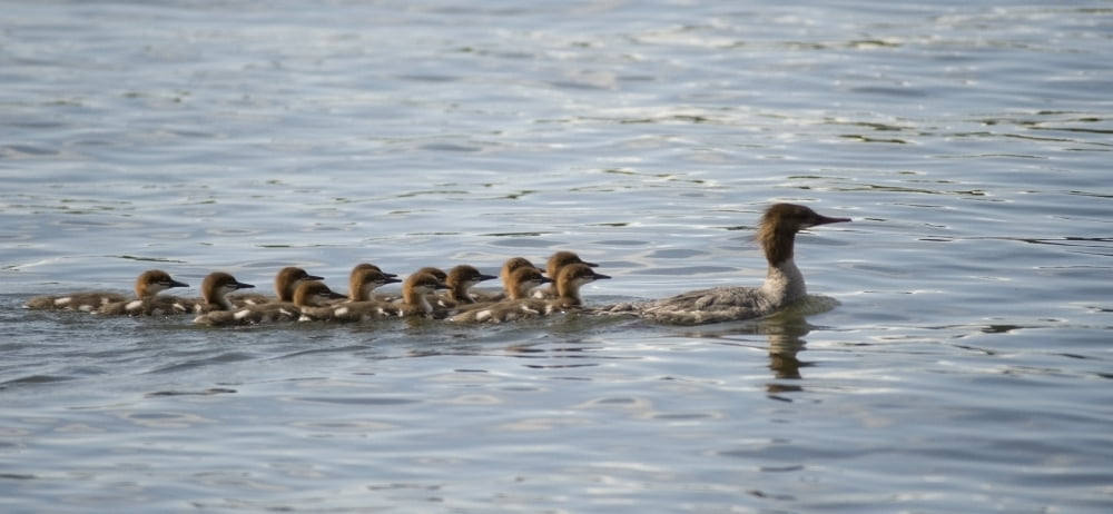 Duck And Ducklings Swimming In A Row Canvas Art - Keith Levit Design Pics (21 x 9)