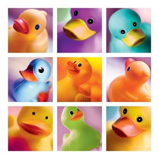 Duck Family Portraits Canvas Art - Ian Winstanley (24 x 24)
