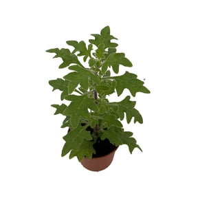 Duck Foot Swedish Ivy Plant - Plectranthus - 2.5" Pot