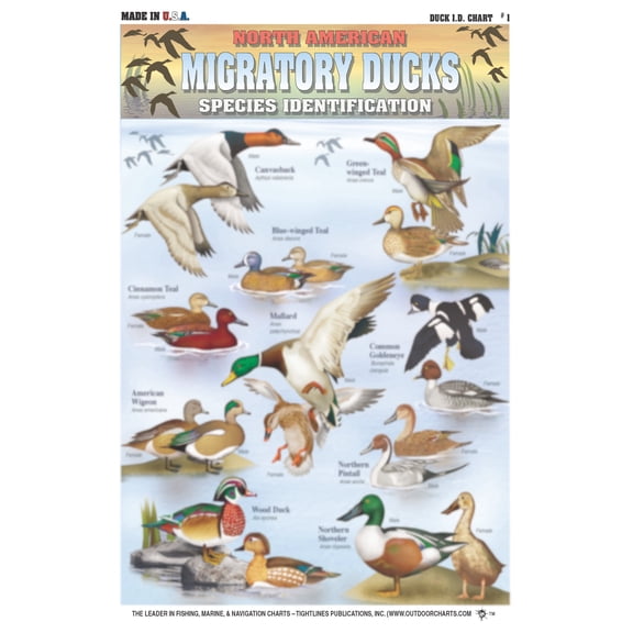 Duck Identification #1 (North American Migratory Ducks) - Waterproof Quick Reference Guide | Portable & Built to Last | Double-Sided & Easy to Read | Includes Size, Location, and Color Patterning