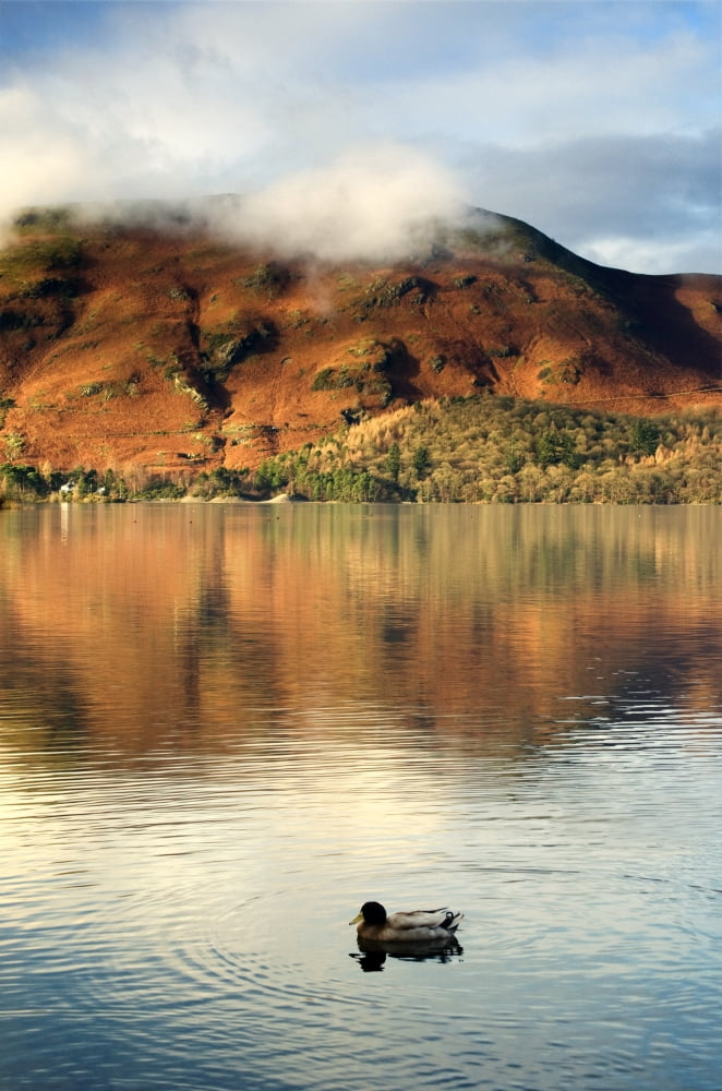 Duck On Lake Lake District Cumbria England United Kingdom Canvas Art - John Short Design Pics (22 x 34)