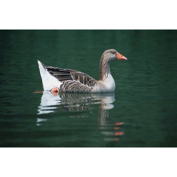 Duck On Water Canvas Art - Corey Hochachka  Design Pics (17 x 11)