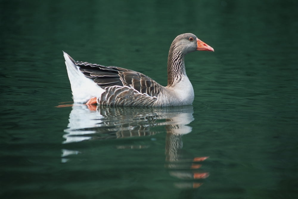 Duck On Water Canvas Art - Corey Hochachka Design Pics (34 x 22)
