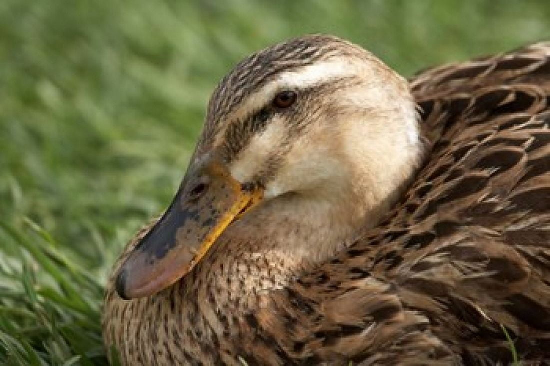 Duck Richmond Tasmania Australia Canvas Art - David Wall DanitaDelimont (26 x 18)