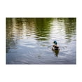 thumbnail image 1 of Duck & Ripples - Baltimore Maryland Photography Unframed Wall Art Print 5 x 7 inches, 1 of 7