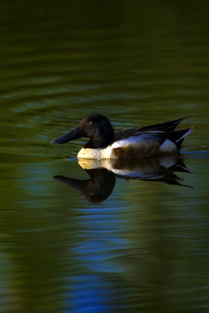 Duck Swimming In The Water Canvas Art - Richard Wear Design Pics (22 x 34)