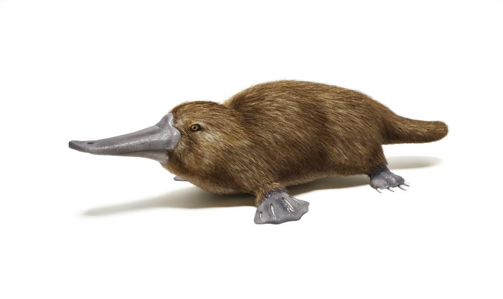 Duck-billed platypus on white background Canvas Art - Leonello CalvettiStocktrek Images (19 x 11)