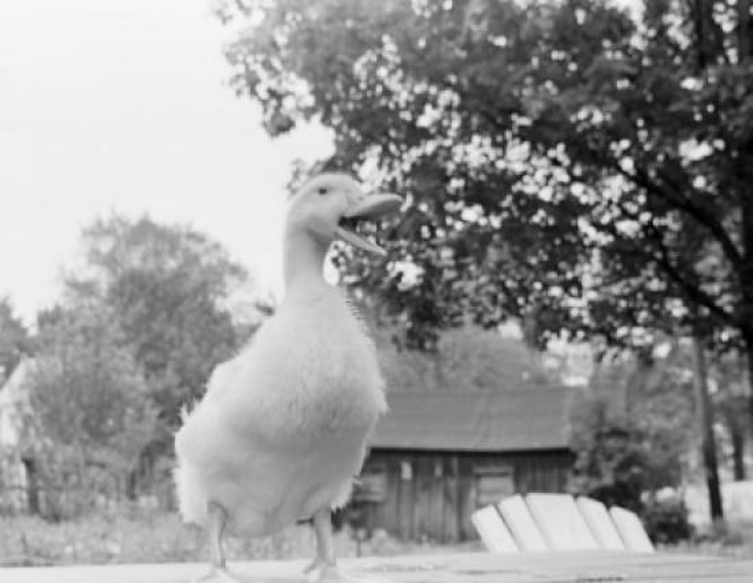 Duck quacking Canvas Art - (24 x 36)