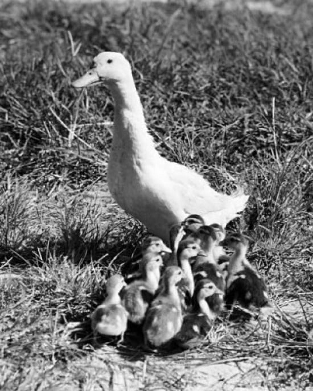 Duck with its ducklings in the grass Canvas Art - (18 x 24)