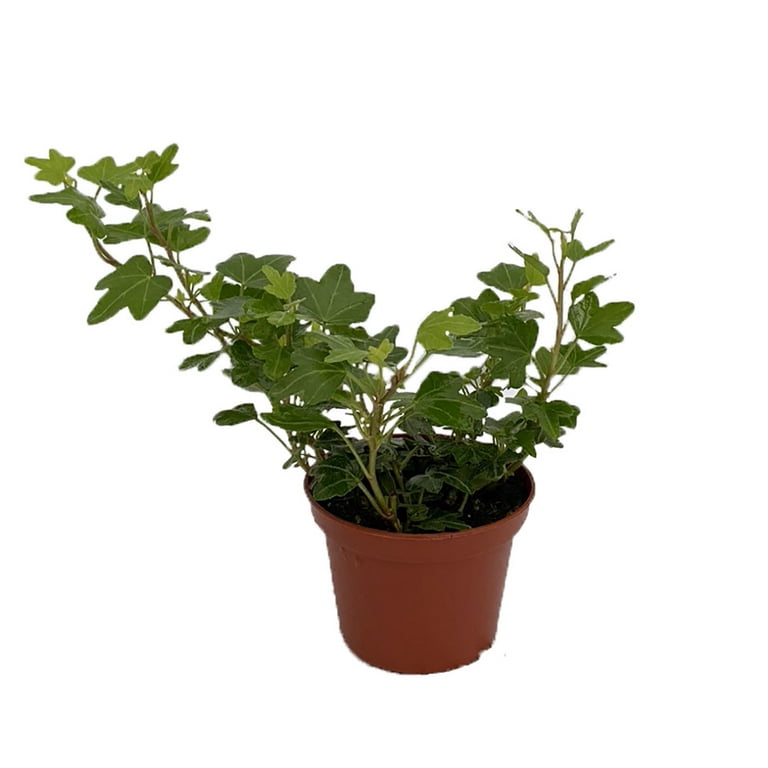 Duckfoot Ivy - Hedera - 2.5" Pot