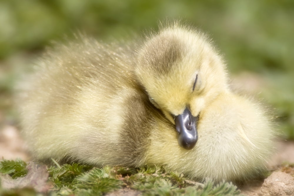 Duckling Canvas Art - John Short Design Pics (17 x 11)