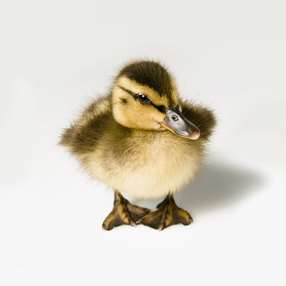 Duckling Canvas Art - Leah Hammond Design Pics (15 x 15)