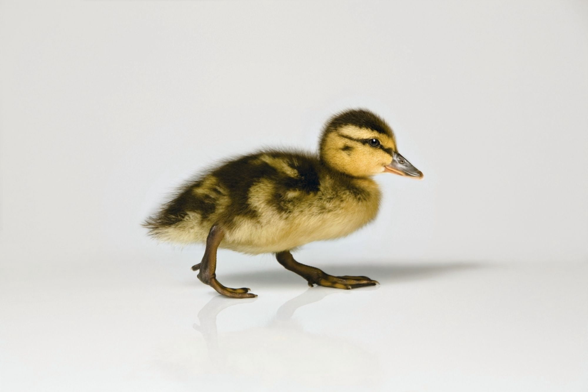 Duckling Walking Canvas Art - Leah Hammond Design Pics (34 x 22)