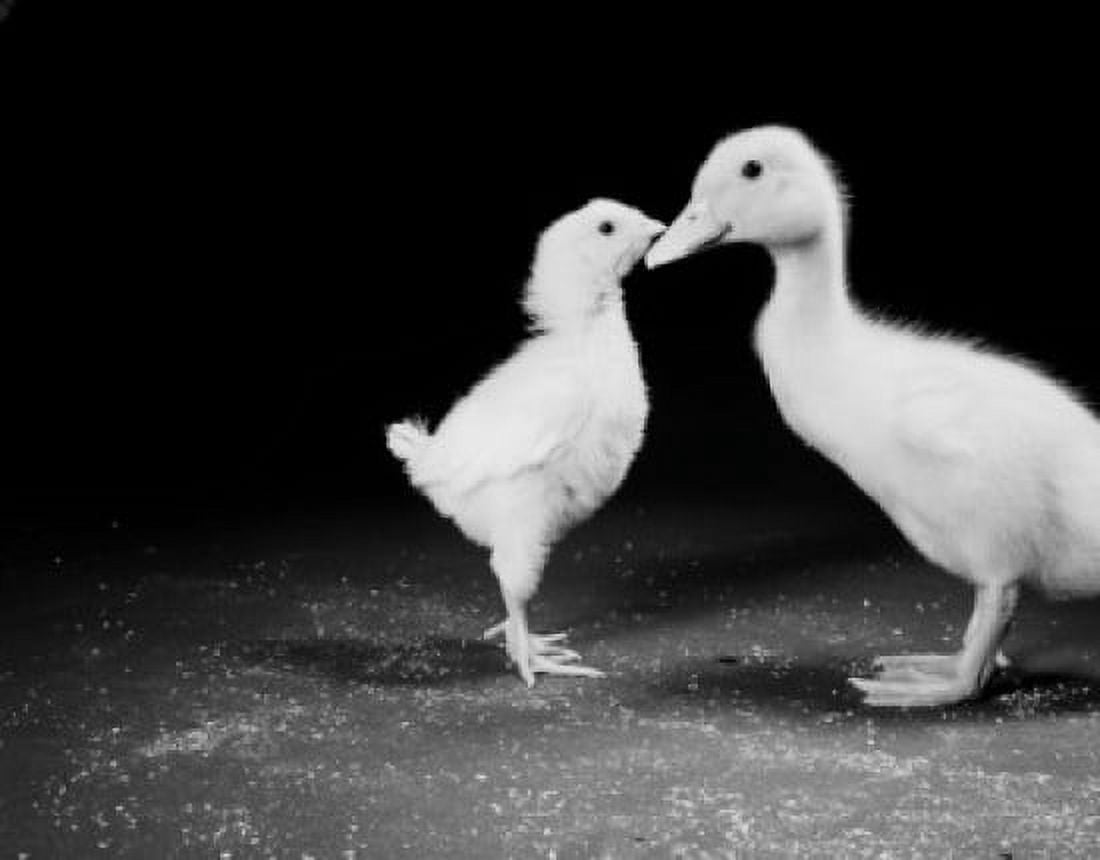 Duckling and chick Canvas Art - (24 x 36)