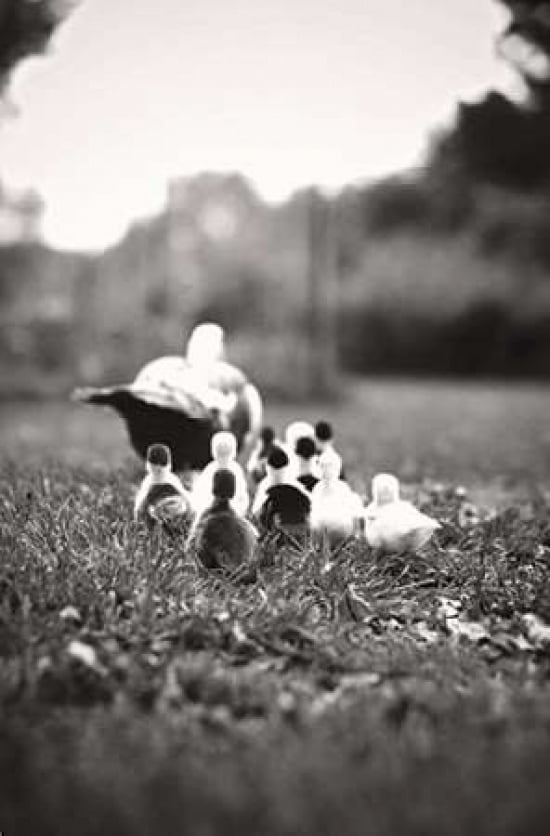 Ducklings Canvas Art - Kelly Poynter (24X36)