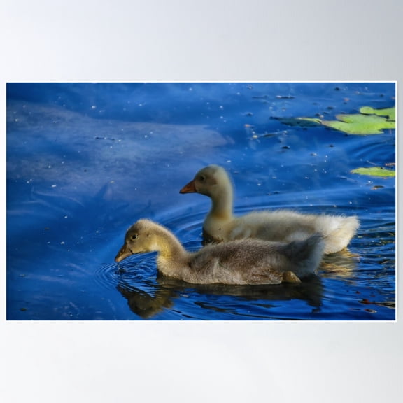 Ducklings Exploring Poster Wall Art, Modern Wall Decor For Living Room Bedroom, 24x36 UNFRAMED