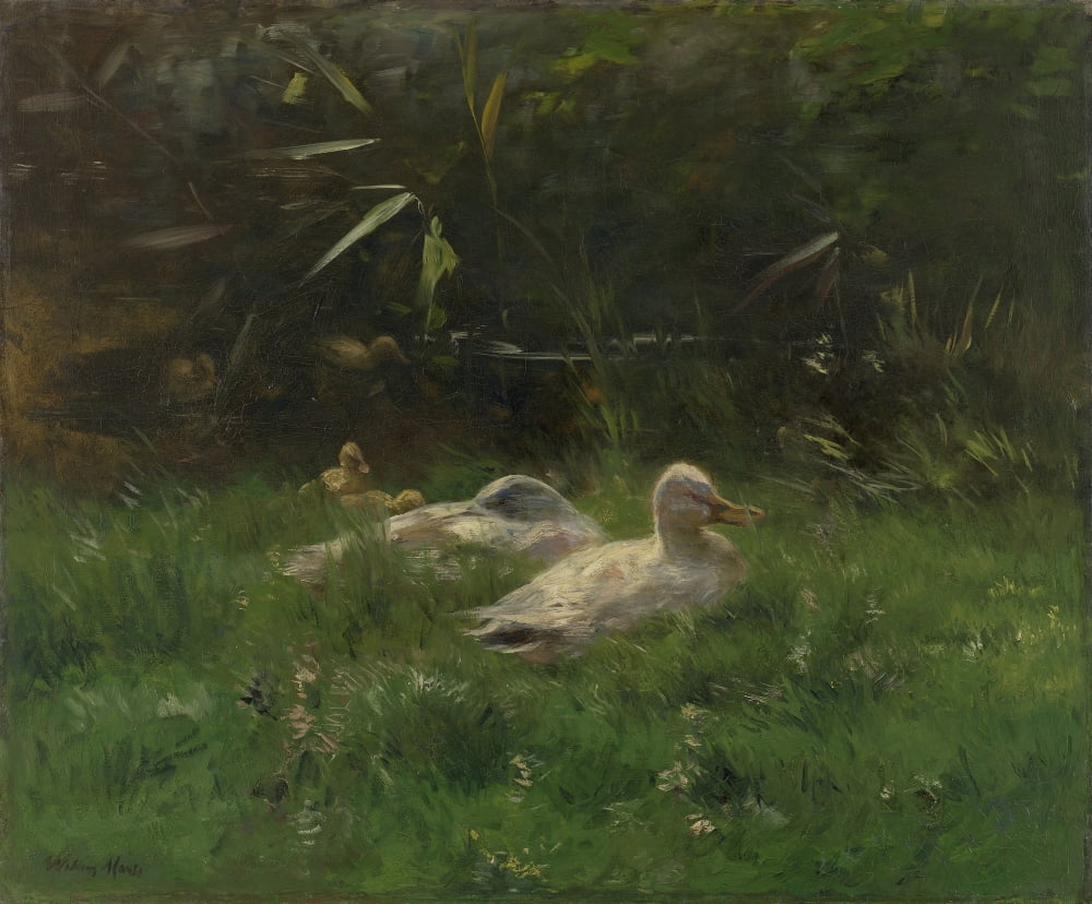 Ducks Canvas Art - (24 x 18)