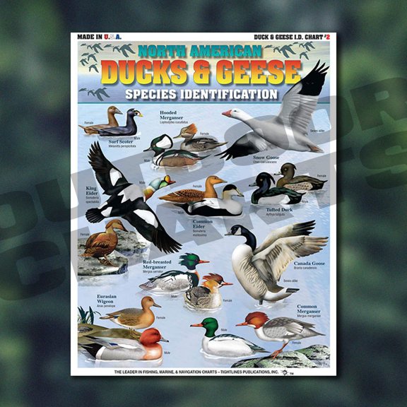 Ducks Geese Identification Chart #2 (North American Ducks Geese Species)
