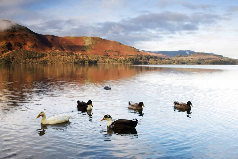 Ducks In Lake Cumbria England Canvas Art - John Short Design Pics (17 x 11)