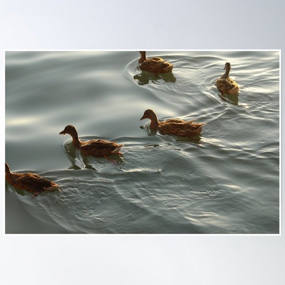 Ducks Poster Wall Art, Modern Wall Decor, 8x12 UNFRAMED