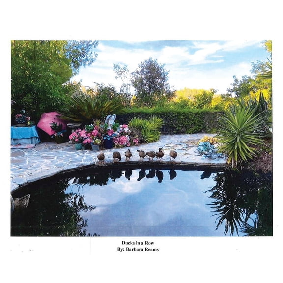 Ducks in a Row (Hardcover)