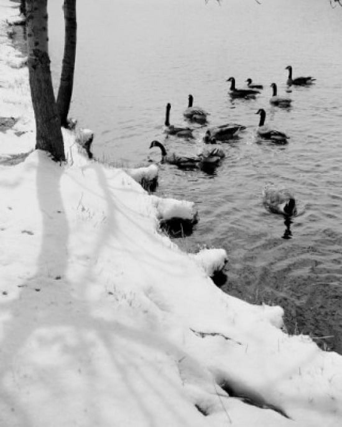 Ducks on lake in winter Canvas Art - (18 x 24)