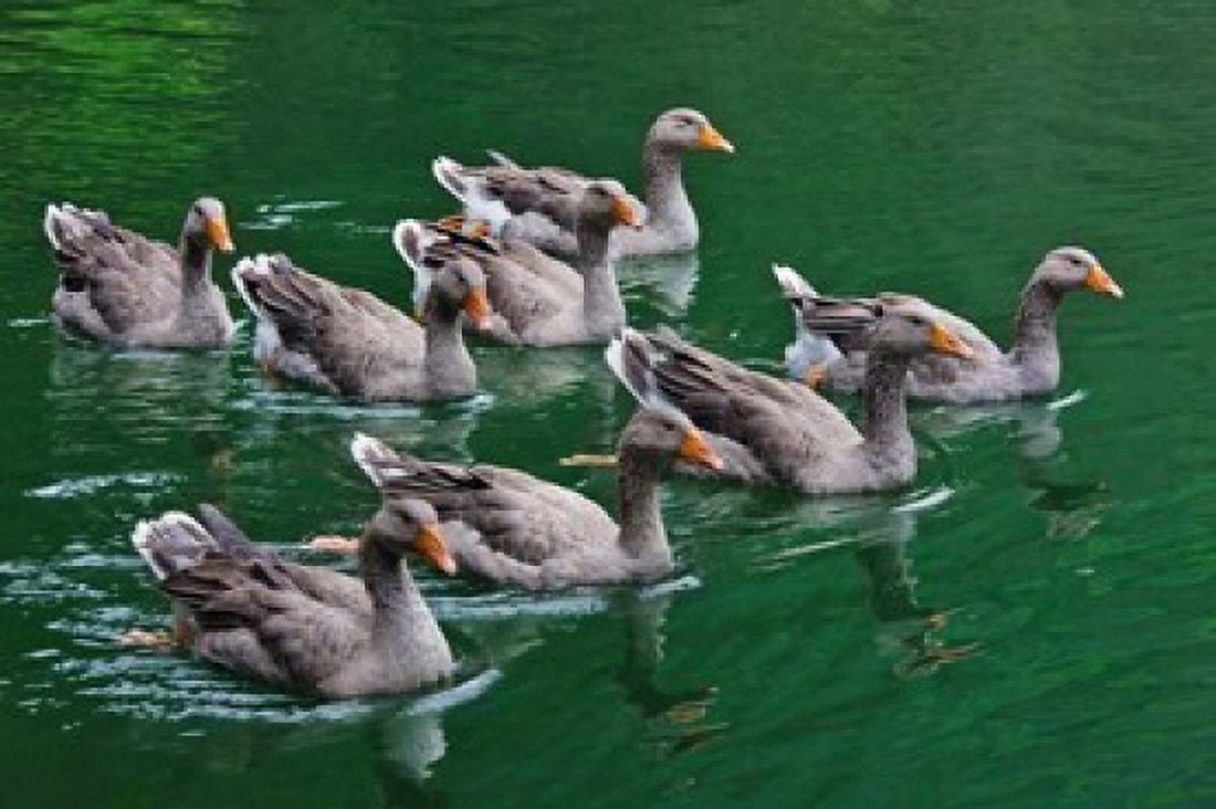 Ducks on the lake Zhejiang Province China Canvas Art - Keren Su DanitaDelimont (38 x 25)