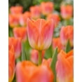 thumbnail image 1 of 10 Sunrise Dynasty Tulip Bulbs for Planting – Light Up Your Garden with These Perennial Flowers, 1 of 5