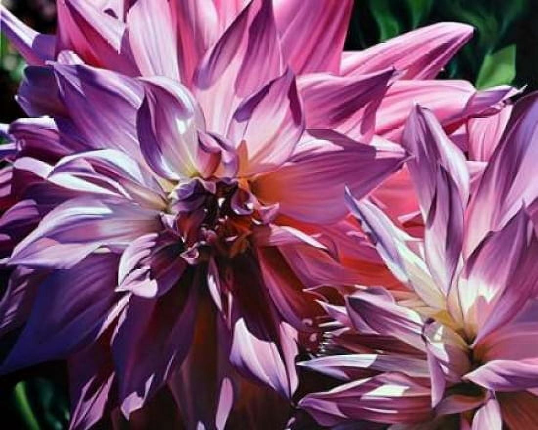 Dueling Dahlias Canvas Art - Michael Schuh (24 x 30)