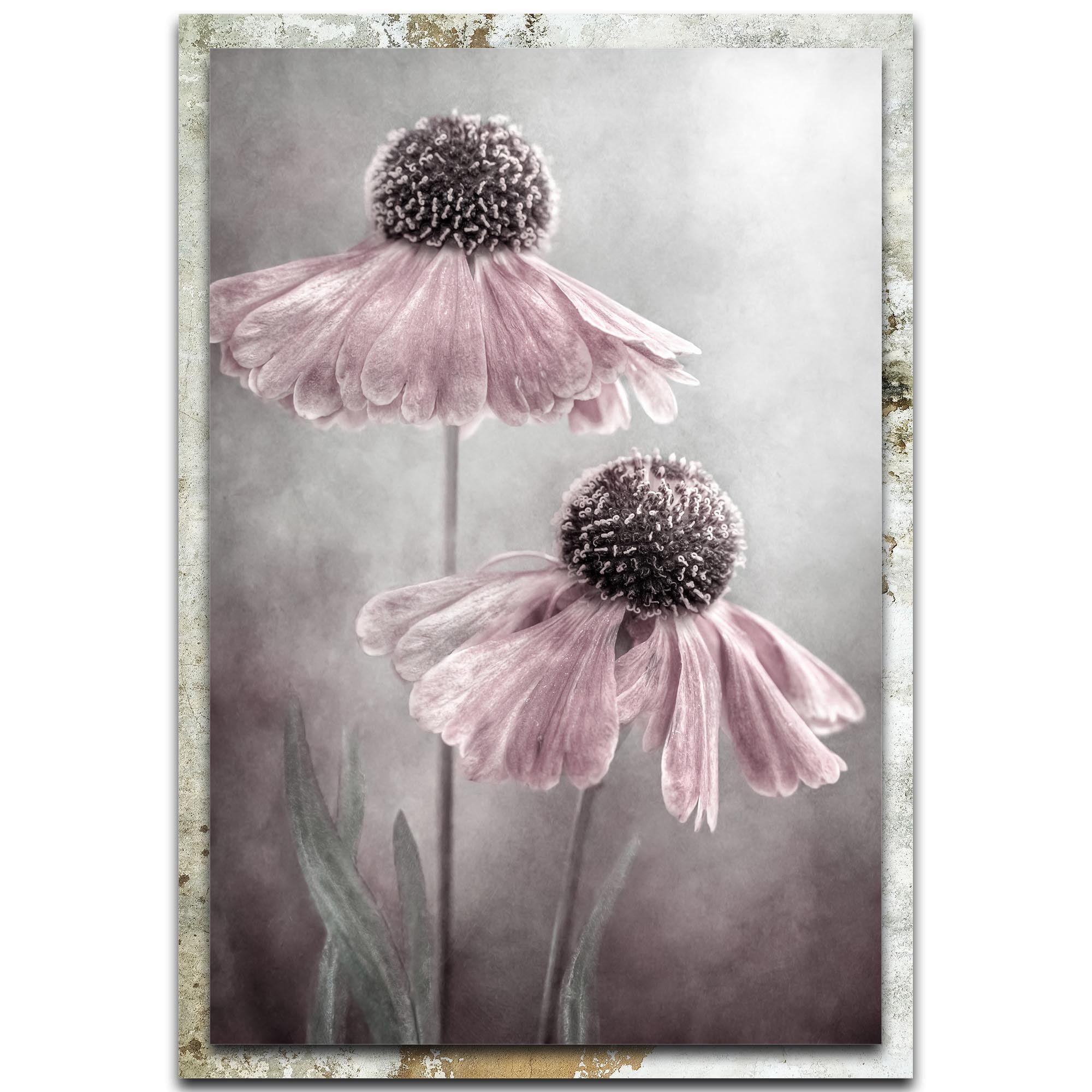 Duet Distressed Frame