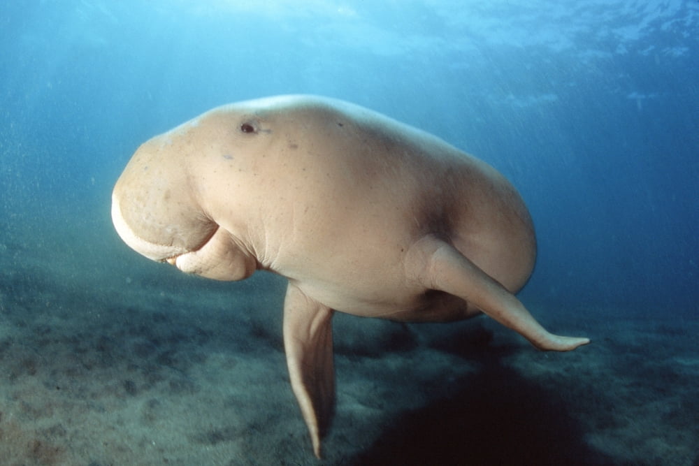 Dugong (Dugong Dugon) swimming underwater Indonesia Canvas Art - Dave Fleetham Design Pics (19 x 12)