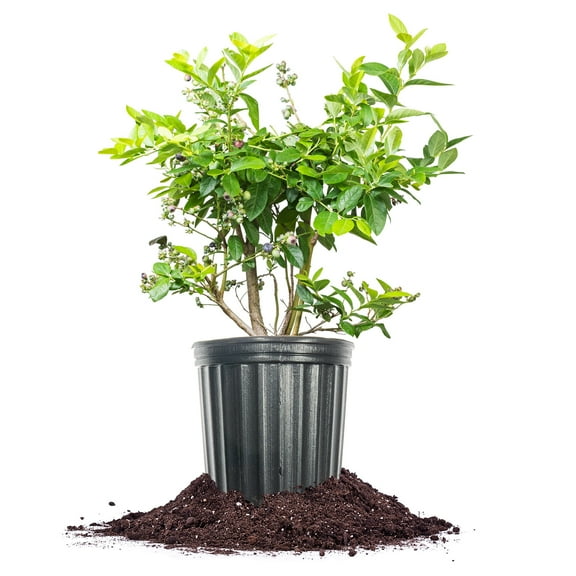 Perfect Plants Duke Blueberry Shrub 3 Gallon
