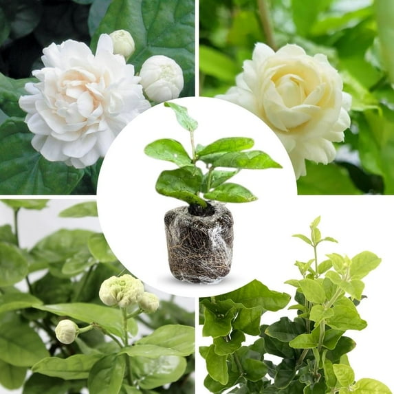 Duke of Tuscany Jasmine Plant, Fragrant Live Jasmine Duke of Tuscany 4-8 Inches