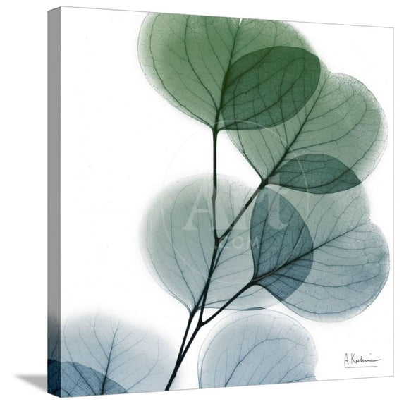 Dull Eucalyptus, Botanical Stretched Canvas Wall Art by Albert Koetsier Sold by Art.Com