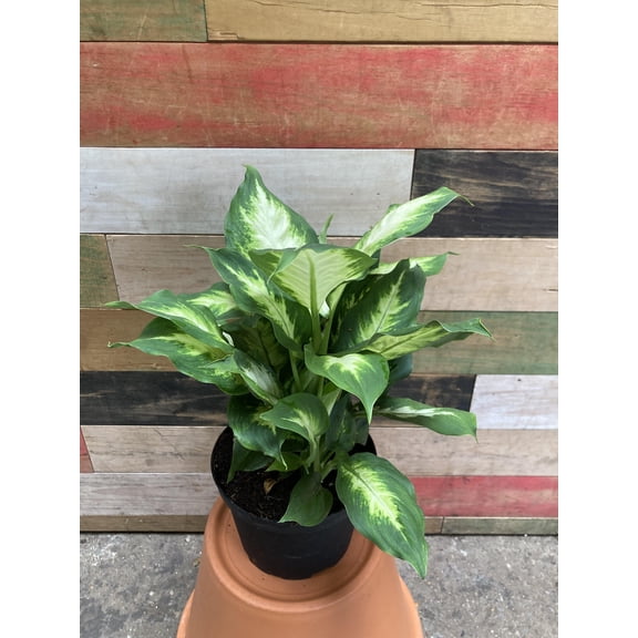 Dumb Cane-Assorted-Low Maintenance Indoor Plant 6" Pot