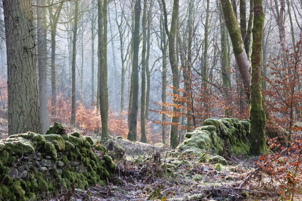 Dumfries Scotland A Forest With Frost On The Ground Canvas Art - John Short Design Pics (19 x 12)