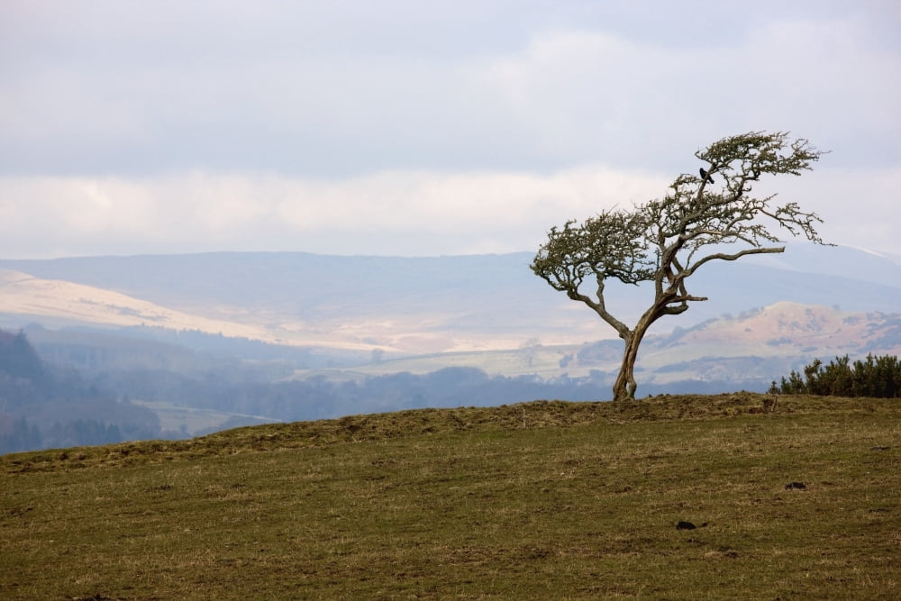 Dumfries Scotland A Lone Tree Against A Hilly Landscape Canvas Art - John Short Design Pics (38 x 24)