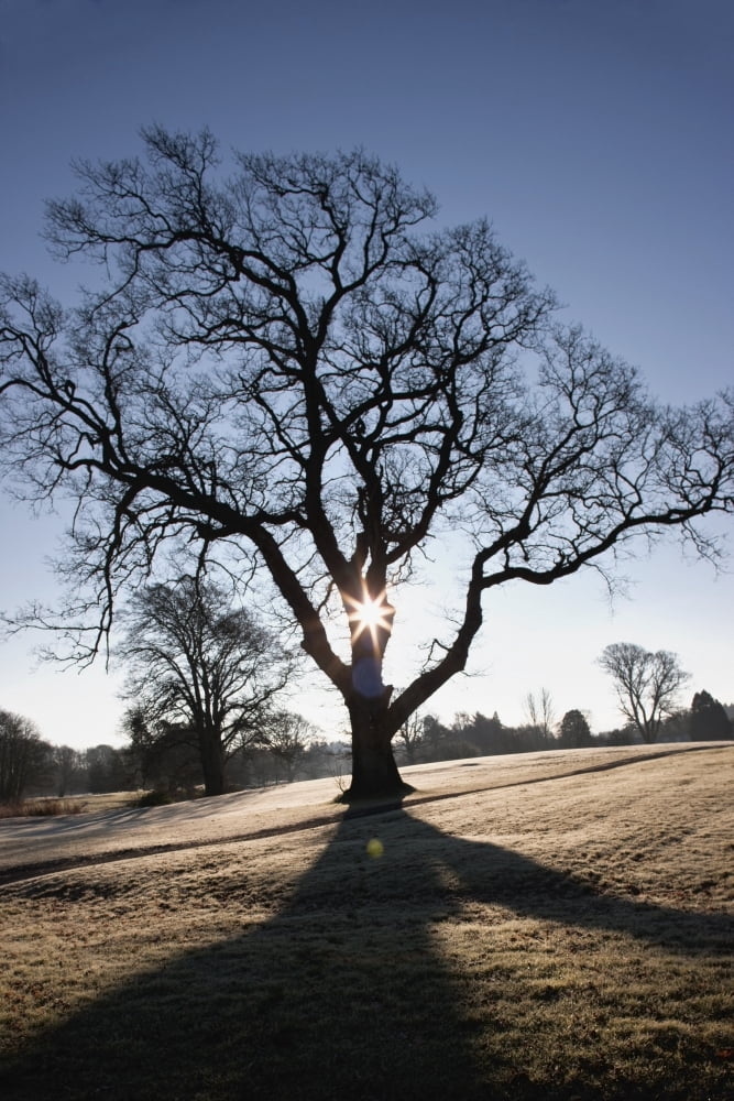 Dumfries Scotland A Tree And Its Shadow Canvas Art - John Short Design Pics (12 x 19)