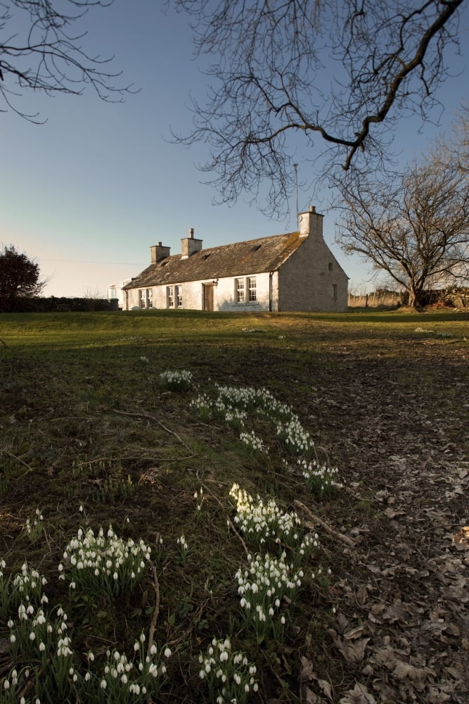 Dumfries Scotland Small White Flowers In Front Of A White House Canvas Art - John Short Design Pics (24 x 38)