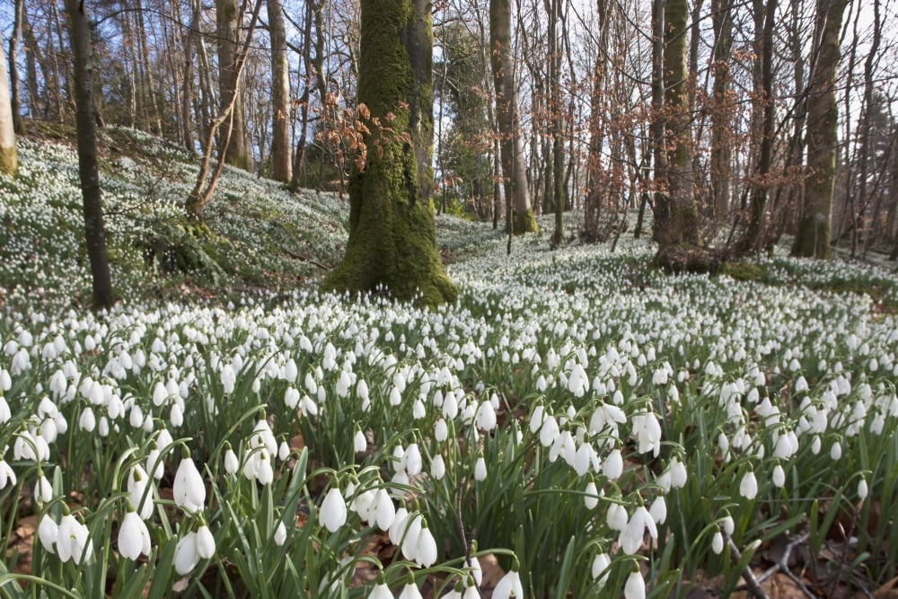 Dumfries Scotland Snowdrops (Galanthus) Canvas Art - John Short Design Pics (19 x 12)