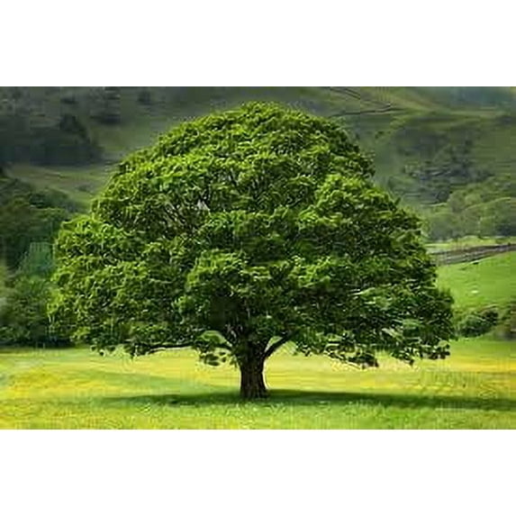 DummyStressTest2021ELE34